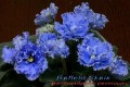 dimetris.com.ua:альбомы:mandragora:raffeid_skays.jpg