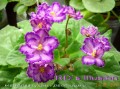 dimetris.com.ua:альбомы:mandragora:rds_illusion.jpg
