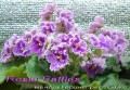 dimetris.com.ua:альбомы:mandragora:rosie_raffles.jpg