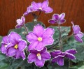 dimetris.com.ua:альбомы:mandragora:sora_addison_rouse.jpg