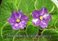 dimetris.com.ua:альбомы:mandragora:timeless_memory.jpg