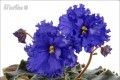 dimetris.com.ua:альбомы:marbles:ек-симфония_ночи.jpg