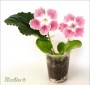 dimetris.com.ua:альбомы:marbles:петербург.jpg