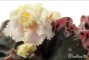dimetris.com.ua:альбомы:marbles:alamo_gold_rush.jpg