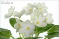 dimetris.com.ua:альбомы:marbles:mas_lily_pad.jpg