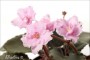dimetris.com.ua:альбомы:marbles:ness_feather_pink.jpg