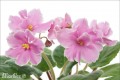 dimetris.com.ua:альбомы:marbles:pink_amiss.jpg