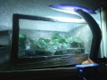 dimetris.com.ua:альбомы:nata157:моя_первая_тепличка.jpg