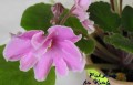 dimetris.com.ua:альбомы:nataly:pink_amiss.jpg
