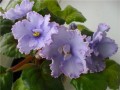 dimetris.com.ua:альбомы:natascha:ек-небесная_лазурь.jpg