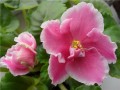dimetris.com.ua:альбомы:natascha:ек-татьяна.jpg