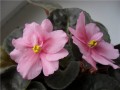 dimetris.com.ua:альбомы:natascha:утомленное_солнце.jpg