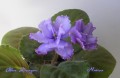 dimetris.com.ua:альбомы:nativa:blue_dragon.jpg