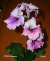 dimetris.com.ua:альбомы:nativa:ds_мистика.jpg