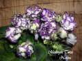 dimetris.com.ua:альбомы:nativa:midnight_twist.jpg