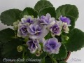 dimetris.com.ua:альбомы:nativa:optimara_little_moonstone.jpg