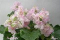 dimetris.com.ua:альбомы:nativa:rosie.jpg