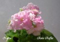 dimetris.com.ua:альбомы:nativa:rosie_ruffles.jpg