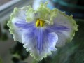 dimetris.com.ua:альбомы:nayavu:feather.jpg