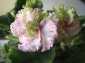 dimetris.com.ua:альбомы:nayavu:irish_cream.jpg