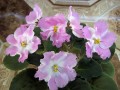 dimetris.com.ua:альбомы:nayavu:pink_pearls.jpg