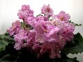 dimetris.com.ua:альбомы:nayavu:rosie_ruffles.jpg
