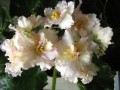 dimetris.com.ua:альбомы:nayavu:sunkissed_rose.jpg