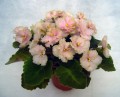 dimetris.com.ua:альбомы:norsvet:robs-antique-rose1.jpg