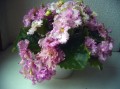 dimetris.com.ua:альбомы:norsvet:rosyruffles.jpg