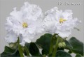 dimetris.com.ua:альбомы:olex:ек_снежана.jpg