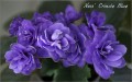 dimetris.com.ua:альбомы:olex:ness_crincle_blue.jpg