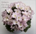 dimetris.com.ua:альбомы:olex:optimara_ever_love_спорт.jpg