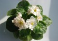 dimetris.com.ua:альбомы:olga43:sunkissed.jpg