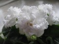 dimetris.com.ua:альбомы:osta:gillian.jpg
