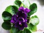 dimetris.com.ua:альбомы:osta:lyons_plum_pudding.jpg