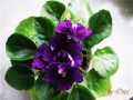 dimetris.com.ua:альбомы:osta:lyons_plum_pudding.jpg