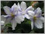 dimetris.com.ua:альбомы:osta:neptunes_jewels.jpg
