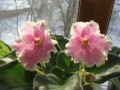 dimetris.com.ua:альбомы:osta:pink_summit.jpg