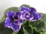 dimetris.com.ua:альбомы:osta:rhapsodie_cora.jpg