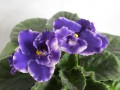 dimetris.com.ua:альбомы:osta:rhapsodie_cora.jpg