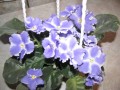 dimetris.com.ua:альбомы:osta:sapphire_ice.jpg
