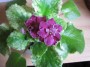 dimetris.com.ua:альбомы:osta:sharkleberry.jpg