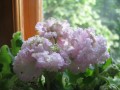 dimetris.com.ua:альбомы:osta:silverglade_apples-спорт.jpg