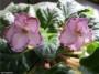 dimetris.com.ua:альбомы:osta:tomorrow_pink_ice.jpg