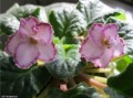 dimetris.com.ua:альбомы:osta:tomorrow_pink_ice.jpg