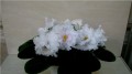 dimetris.com.ua:альбомы:petite_plume:святая_наивность.jpg
