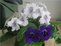 dimetris.com.ua:альбомы:petite_plume:giudelines.jpg