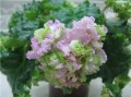 dimetris.com.ua:альбомы:petite_plume:irish_cream.jpg