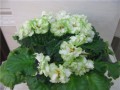 dimetris.com.ua:альбомы:petite_plume:irish_loughter.jpg