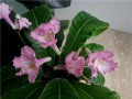 dimetris.com.ua:альбомы:petite_plume:pink_souffle.jpg
